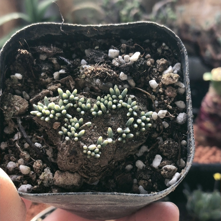 爱心韧锦,鲜花速递/花卉仿真/绿植园艺,时令草本花卉,淘宝优惠券,粉丝福利购,淘宝优惠卷