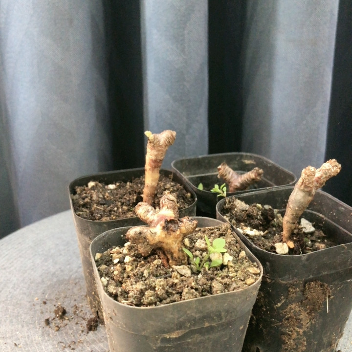 特价款,鲜花速递/花卉仿真/绿植园艺,时令草本花卉,淘宝优惠券,粉丝福利购,淘宝优惠卷