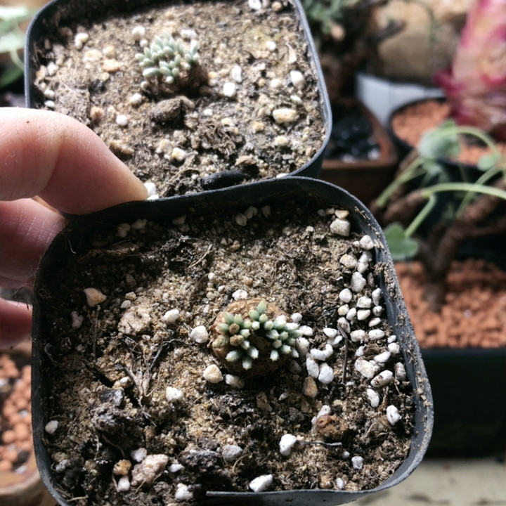 韧锦,鲜花速递/花卉仿真/绿植园艺,时令草本花卉,淘宝优惠券,粉丝福利购,淘宝优惠卷