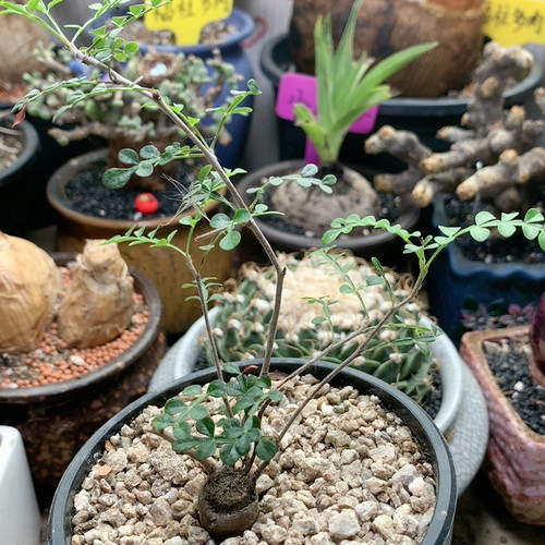 列加漆树