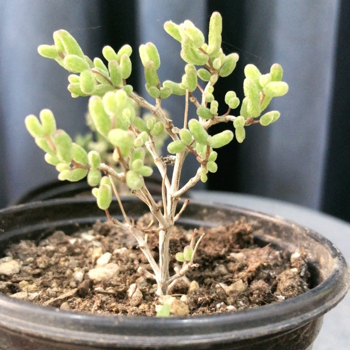 枝干番杏,鲜花速递/花卉仿真/绿植园艺,时令草本花卉,淘宝优惠券,粉丝福利购,淘宝优惠卷