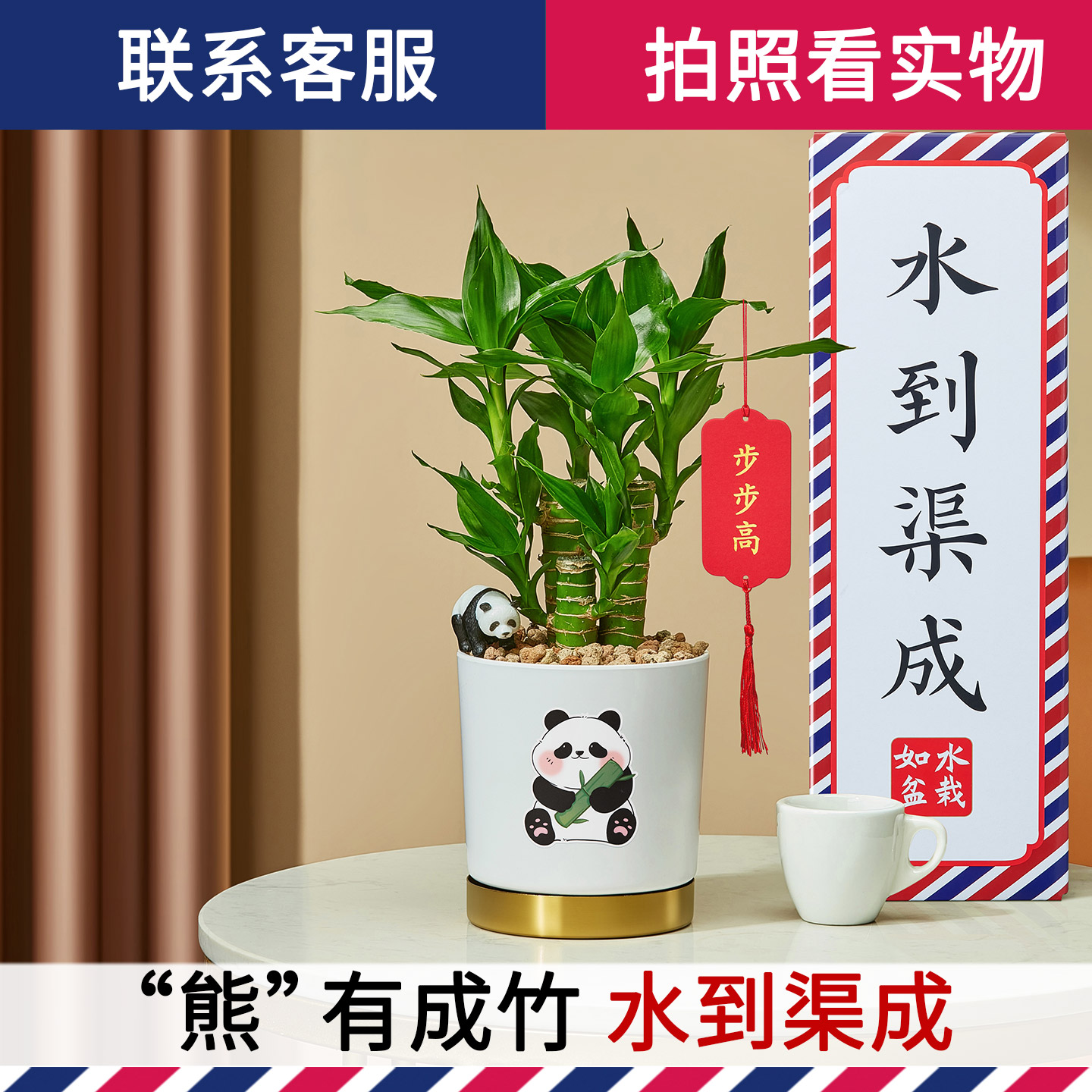 如水步步高富贵竹文昌竹容易养