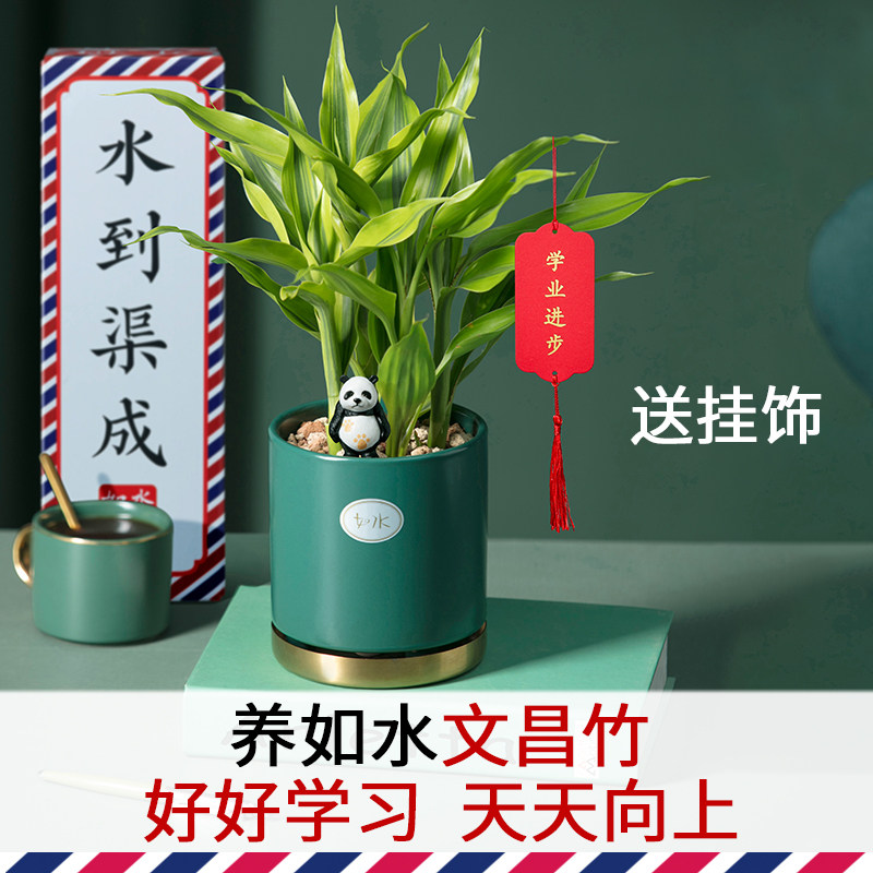 如水土培水培文昌竹4株四支富贵竹盆栽 办公室室内桌面水培植物