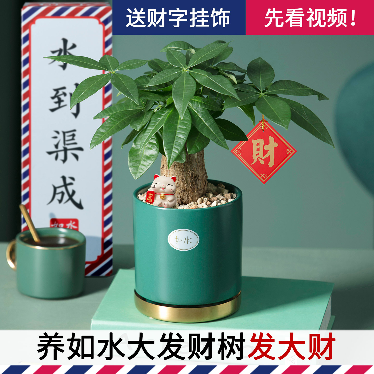 养如水大发财树，恭喜发大财