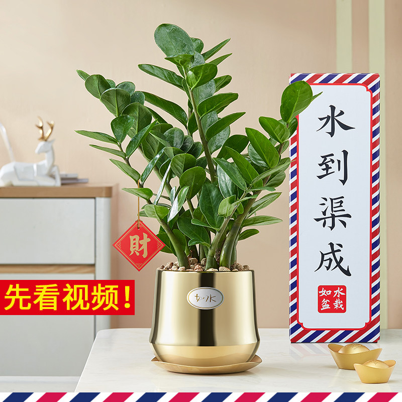 2025新款金如水金钱树 好养自动吸水盆栽 室内水培植物水培桌面