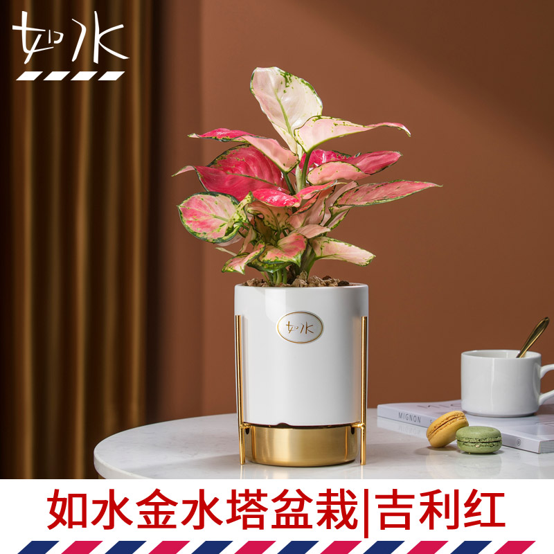 如水盆栽容易养，加水一次养7天