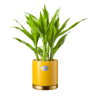 如水土培水养文昌竹4株四支富贵竹盆栽 办公室室内桌面水培植物