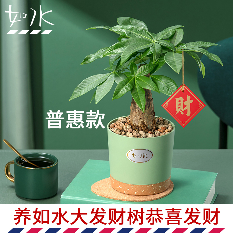 如水盆栽容易养 小发财树富贵竹 办公室室内花卉桌面绿植水培植物