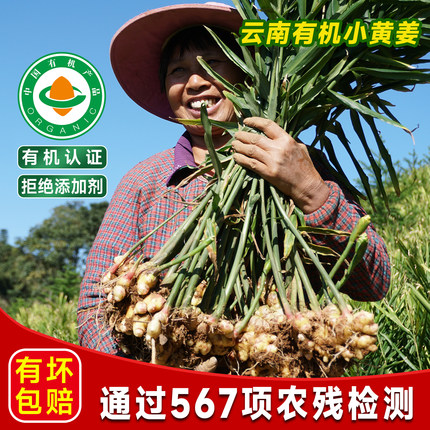 生姜有机新鲜小黄姜云南文山食用蔬菜成熟姜月子姜做菜带土鲜老姜