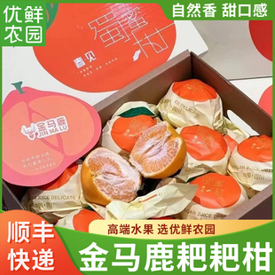 现货金马鹿春见蜀蜜柑天然耙耙柑无籽鲜甜当季新鲜水果礼盒装