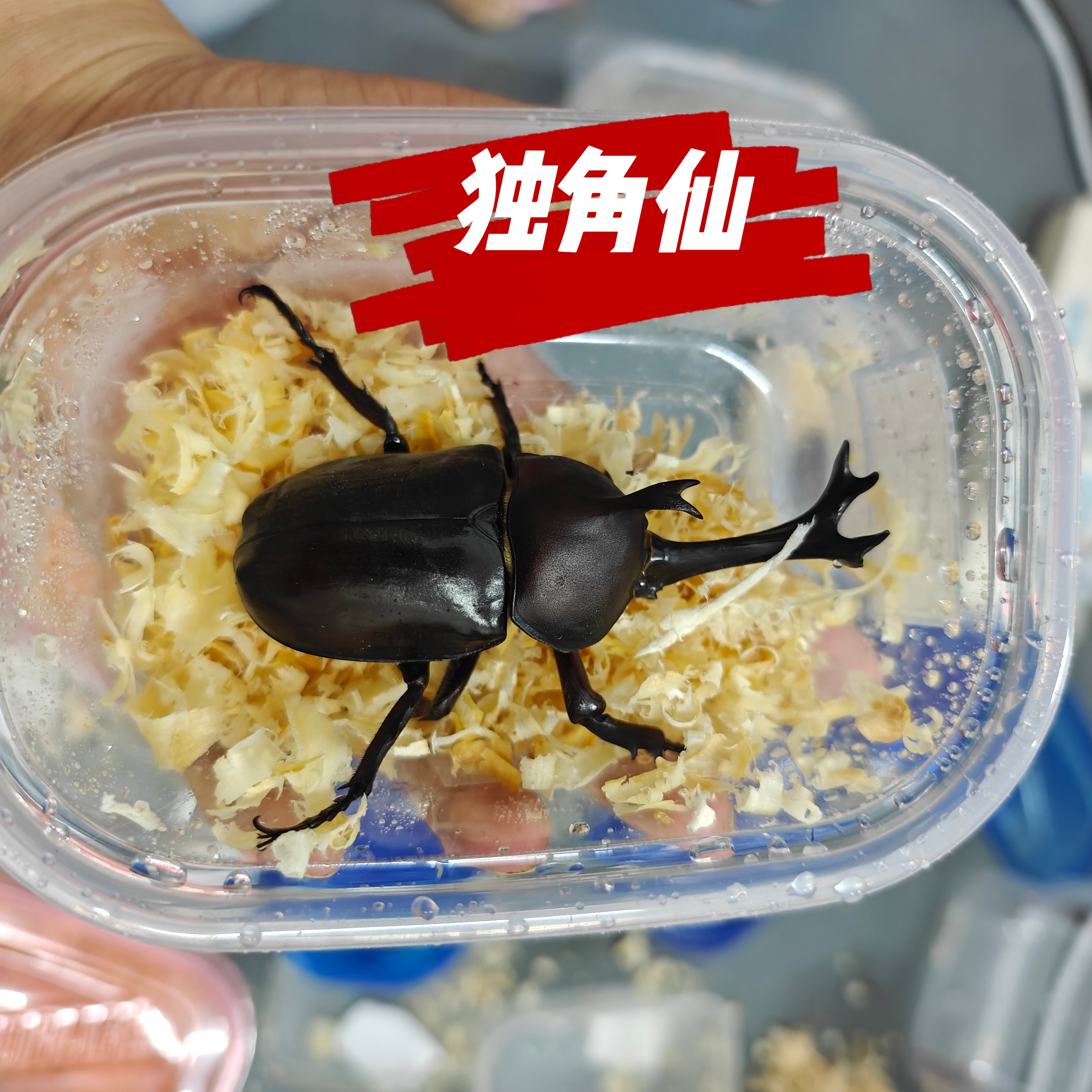 独角仙锹甲长戟南洋毛象甲虫宠物成虫爬宠巨型兜虫锹甲花金龟