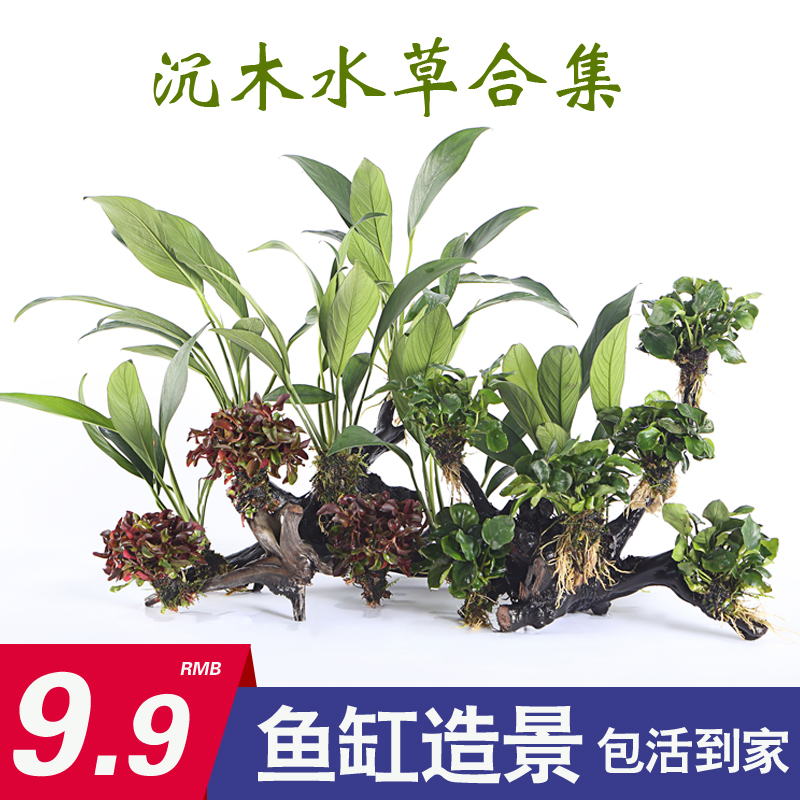 水草植物鱼缸水草造景淡水净化水质沉木水草水榕入门级懒人水草莫