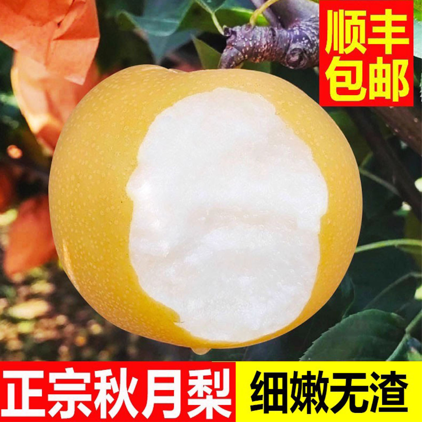 正宗秋月梨！！细嫩无渣！！！！