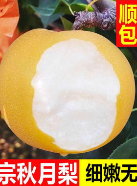 正宗秋月梨！！细嫩无渣！！！！