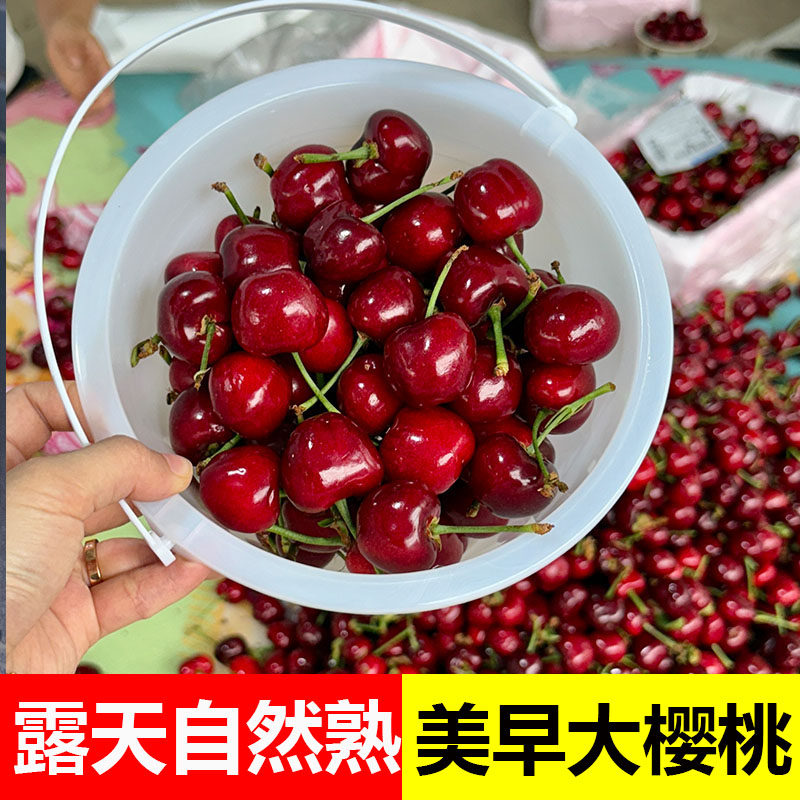 山东美早大樱桃新鲜水果当季整箱烟台国产车厘子孕妇应季水果现摘