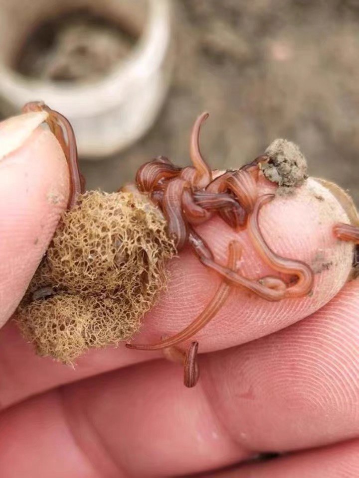 水蛭苗宽体金线蛭活的蚂蟥卵茧苏其它水族宠物