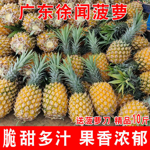 广东徐闻菠萝水果10斤装当季香水菠萝新鲜凤梨湛江香脆小菠萝带箱