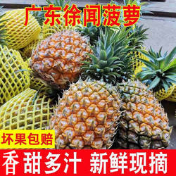 徐闻菠萝新鲜水果10斤5斤大果甜包邮香水小 菠萝应当季非凤梨整箱
