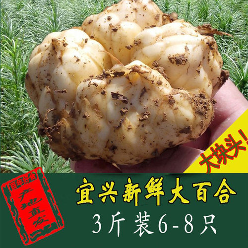 宜兴苏喜百年好合鲜百合精选大果