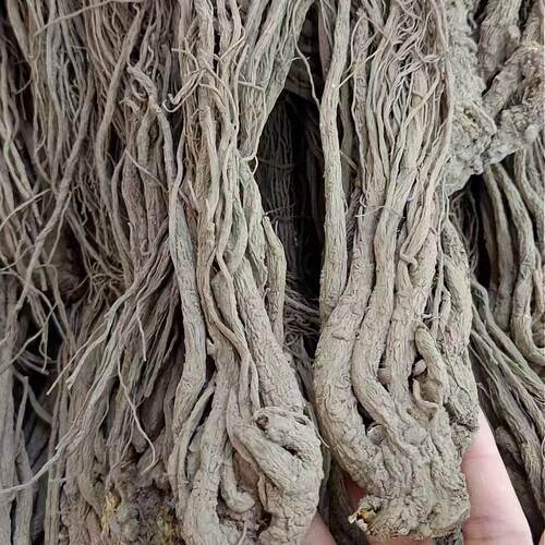 云南正品干货无熏硫当归