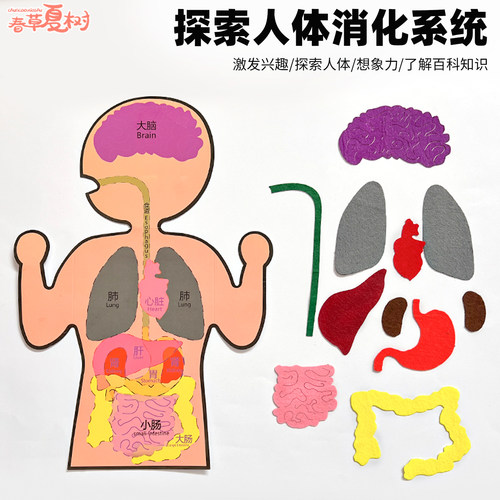 幼儿园早教人体认识内脏消化器官儿童不织布手工diy益智科教教具