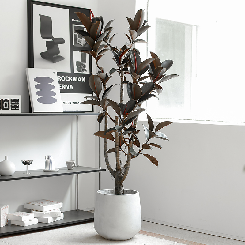 黑金刚橡皮树大型客厅绿植好养