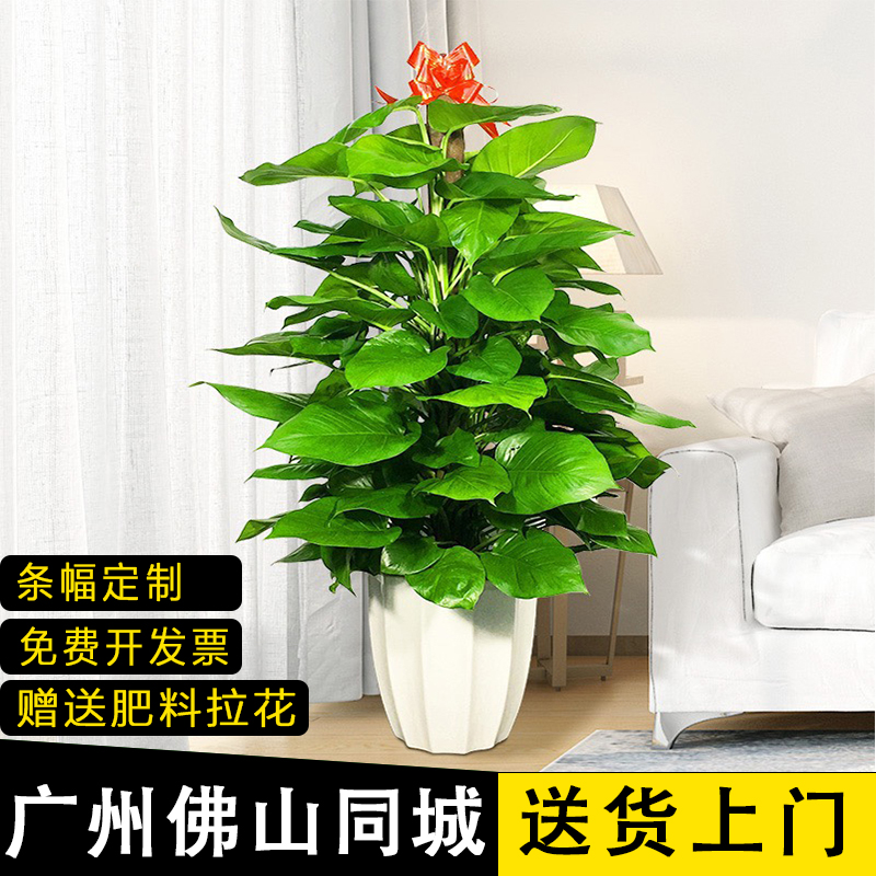 大叶绿萝柱盆栽客厅绿植好养易活