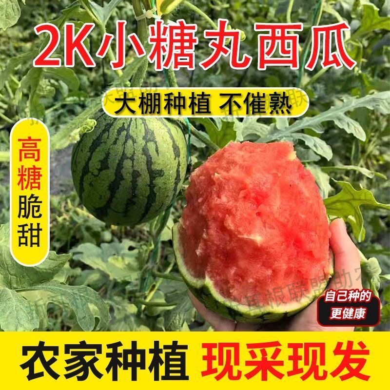 【精品】甘肃武威2K贵族小糖丸现摘现发西瓜皮薄肉脆新鲜水果享甜