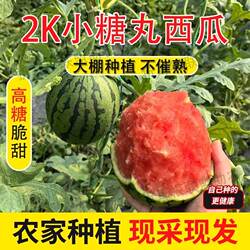 【精品】甘肃武威2K贵族小糖丸现摘现发西瓜皮薄肉脆新鲜水果享甜