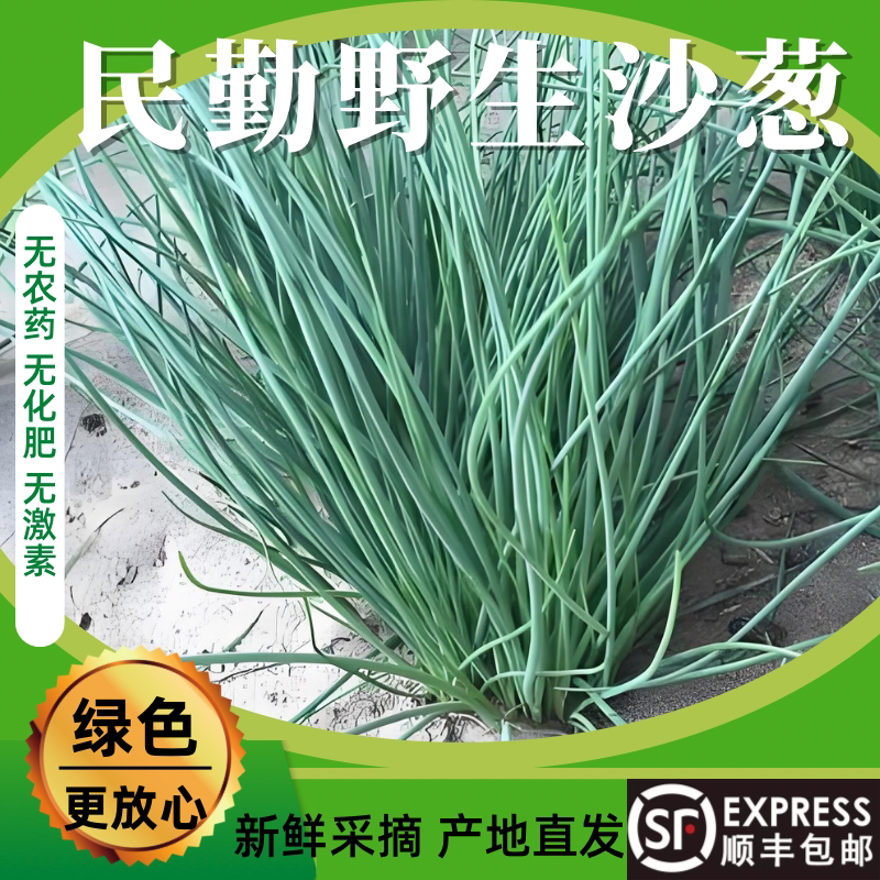 【顺丰包邮】甘肃民勤野生沙葱新鲜野菜现摘现发绿色沙葱产地直销