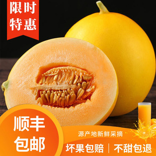 現(xiàn)貨現(xiàn)發(fā) 甘肅民勤沙漠密瓜頭茬蜜瓜金紅寶自然成熟產(chǎn)地直發(fā)