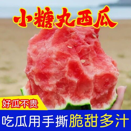 【精品瓜果】甘肃小糖丸冰糖小西瓜手掌大小新鲜水果当季现摘现发
