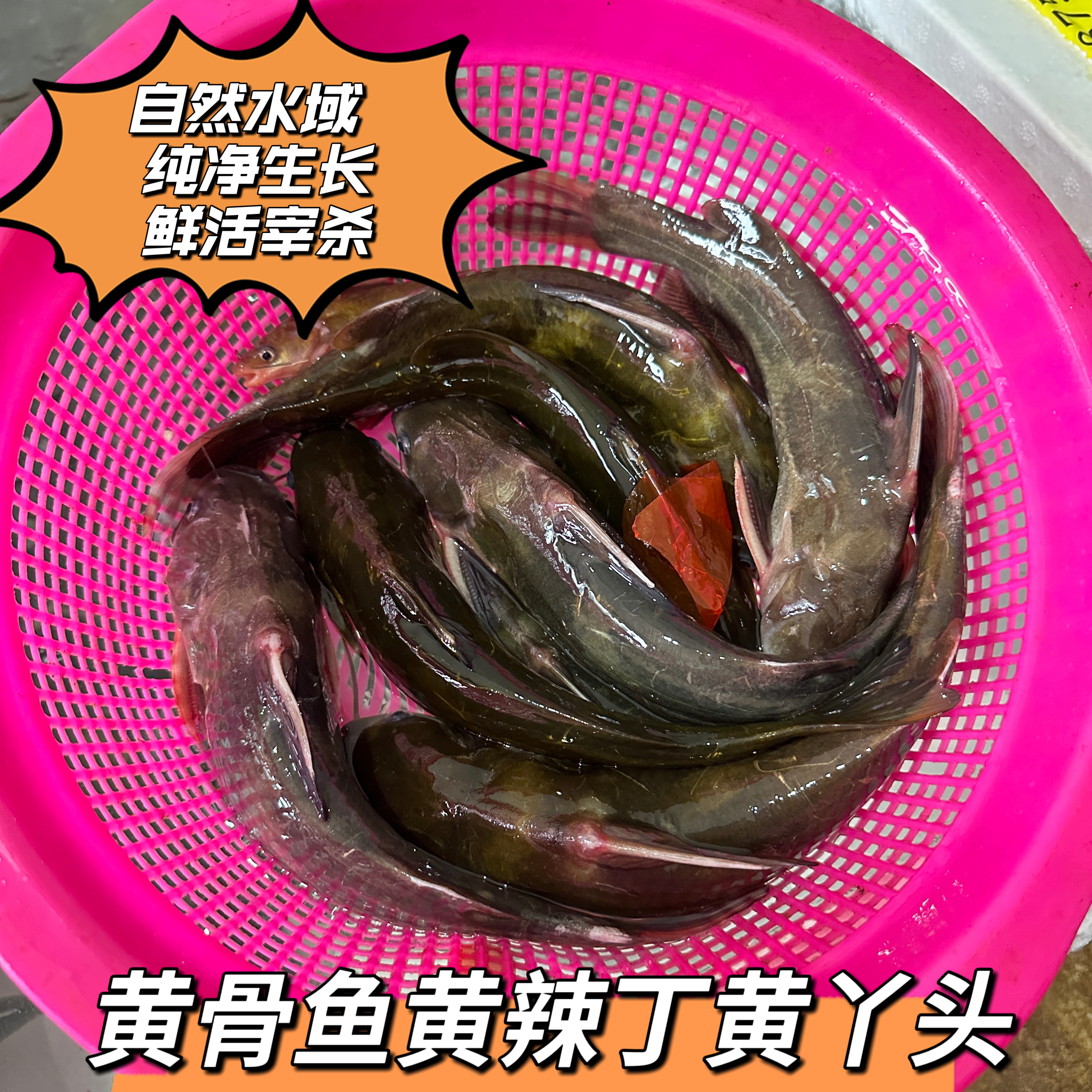 新鲜昂刺鱼小河鱼淡水鱼黄辣丁鱼鲜活黄颡鱼嘎鱼黄骨鱼500g