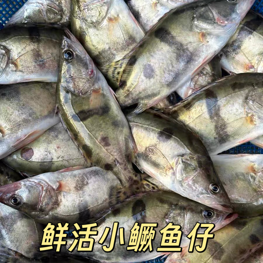 淡水鱼生态鳜鱼小桂花鱼新鲜户外季花鱼鳌花鱼鲜活体现杀包邮发货
