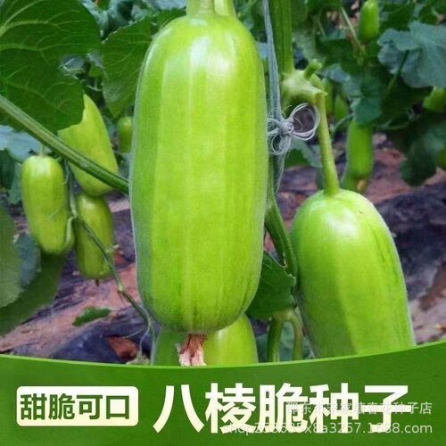 New style mouth opening small octagonal crispy green skin c