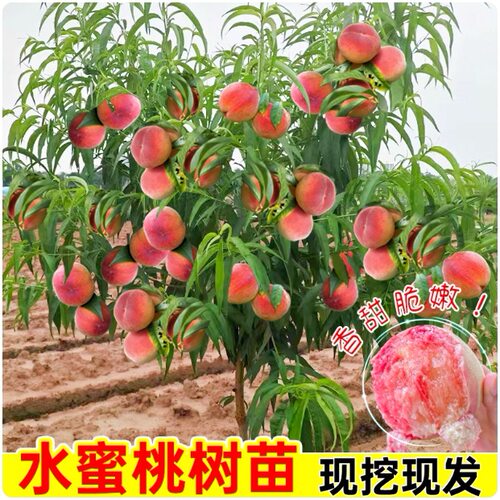 Newpeachearlymaturingpeac