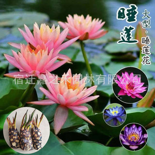Mini Water Lily Root Blocks with Pot Roots, Small Bowl Lotu