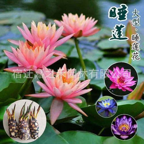 MiniWaterLilyRootBlocksw
