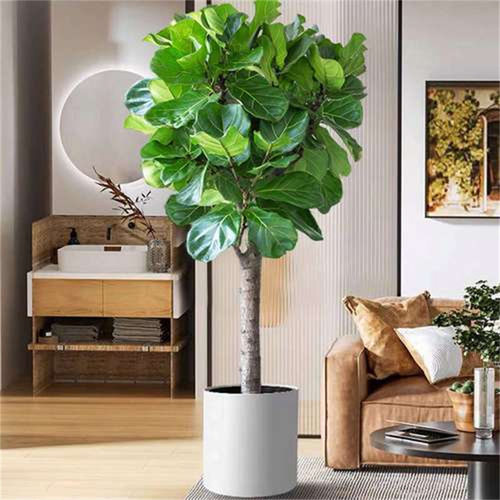 QinYeRongPotIndoorPlants