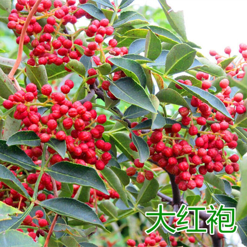 Big seedling results Sichuan Dahongpao Sichuan Sichuan pepp - 实物图