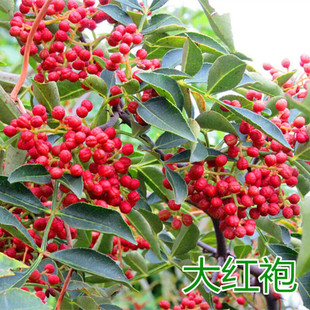 Big seedling results Sichuan Dahongpao Sichuan Sichuan pepp