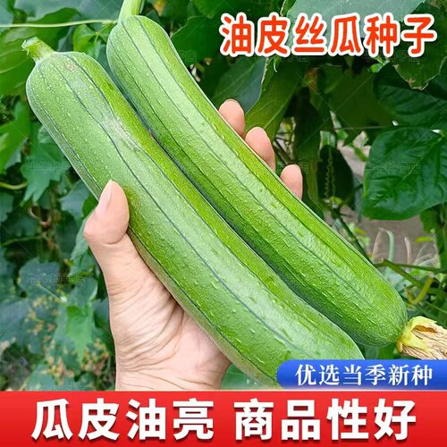 Early maturing disease resistant water melon with flowers,