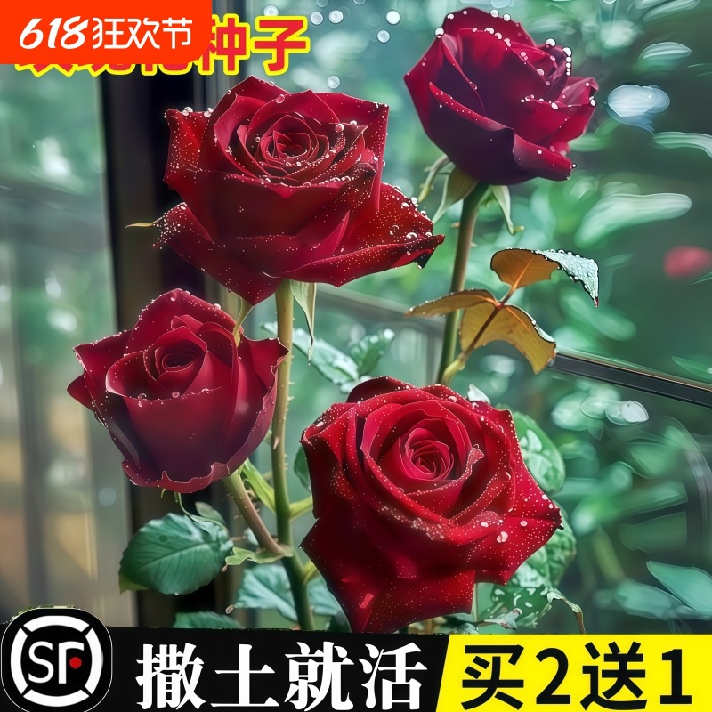 Rose seeds, courtyard balcony, year-round flowering, potted