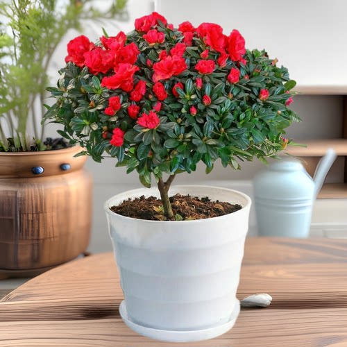 杜鹃映山红盆室内带花盆绿植鲜花