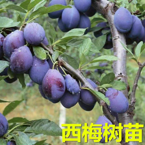 NewXimeiplumsaplingsplant