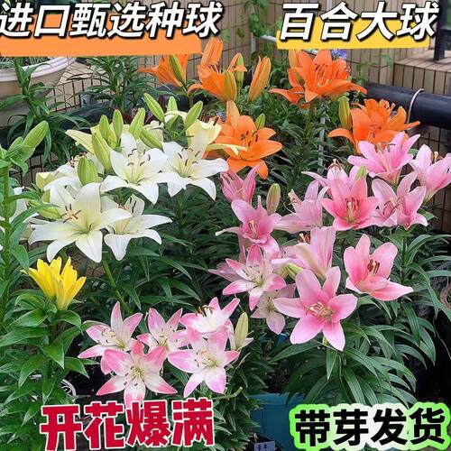 带进口易型百合种球懒人盆花易种