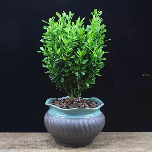 Evergreenpottedmelonseeds