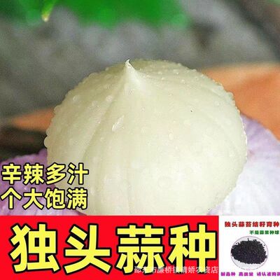 small model toy， Purple skin single head garlic, high-qual