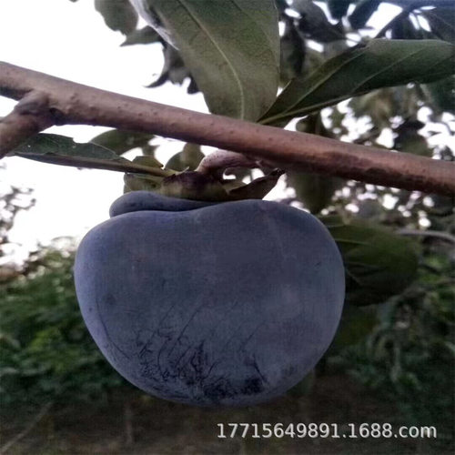 AustralianBlackTreeSeedlin