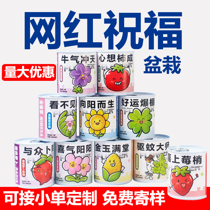 Easy to pull can desktop small potted plant blind box, chil